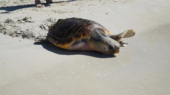 Un ejemplar de tortuga boba en una playa.