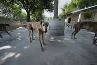 Calculan un aumento del 30% en el abandono de mascotas durante este verano