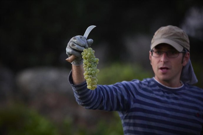 Un hombre trabaja en la vendimia, en un viñedo de la bodega de Las Moradas de San Martín