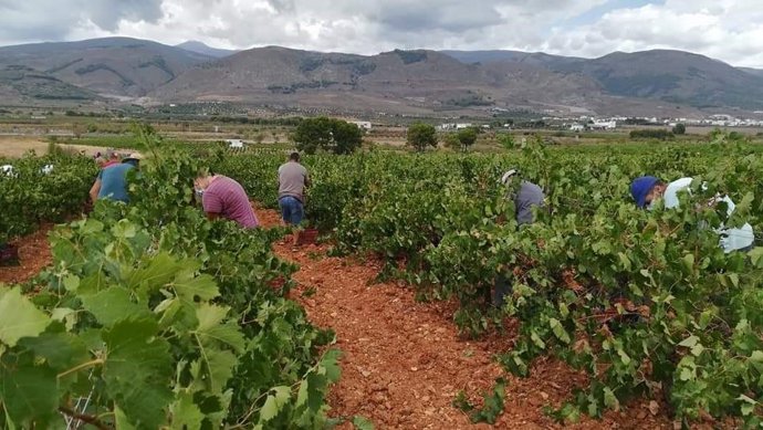 Vendimia en una finca de la Alpujarra de Almería.