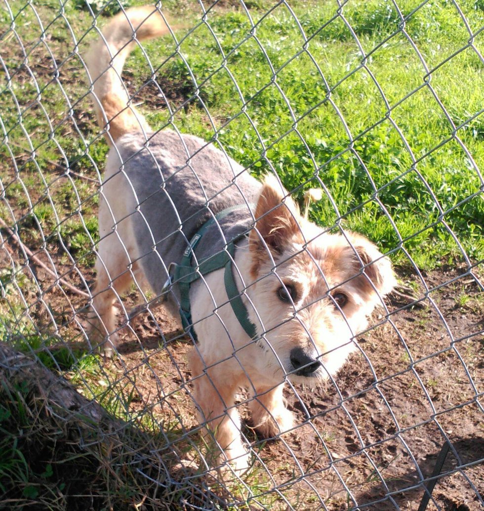Archivo - Perro. Can. Mascota.