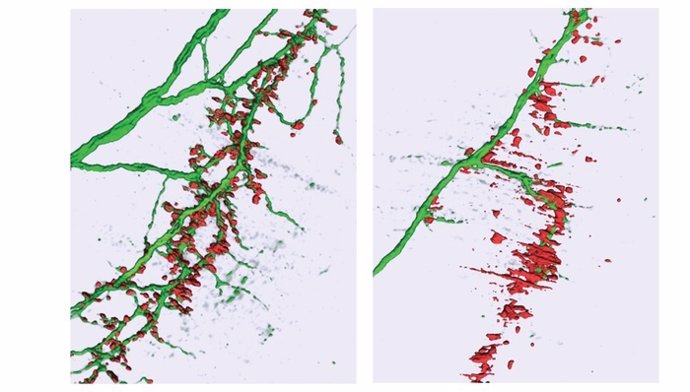 El efecto del microARN-218 en las sinapsis .