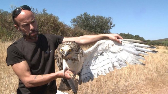 Archivo - AMUS suelta águilas en Cornalvo