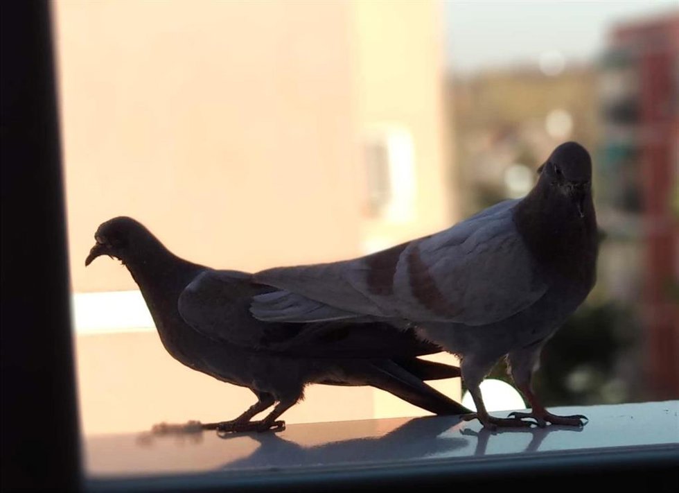 Archivo - Palomas (imagen de archivo)