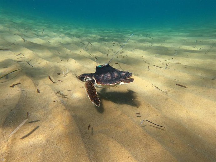 Una de las tortugas marcadas por ANSE, seguramente Argonauta, el día de su liberación en Calblanque el 05 de octubre de 2020