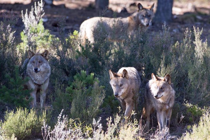 Archivo - Varios lobos ibéricos del Centro del Lobo Ibérico en localidad de Robledo de Sanabria, en plena Sierra de la Culebra