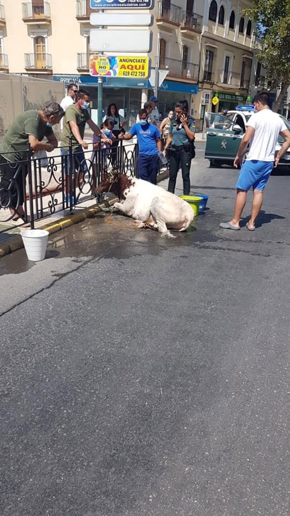 Becerra capturada en Utrera