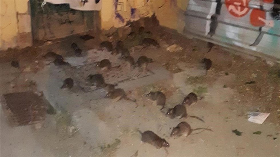 Ratas cerca de los jardines de Josep Trueta, en el distrito de Sant Martí de Barcelona.