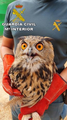 Recuperación de un ejemplar de Búho Real