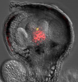 Archivo - Imagen que muestra una flor de 'Arabidopsis thaliana' en etapa temprana