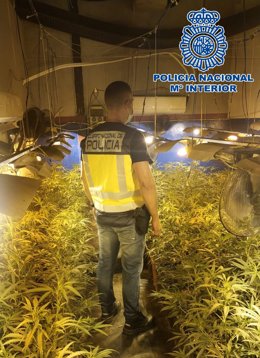 Plantas de marihuana intervenidas en Sanlúcar de Barrameda.