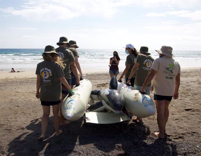 Voluntarios realizan un simulacro de varamiento masivo de cetáceos