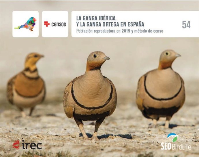 Desciende la población de ganga ortega en la península