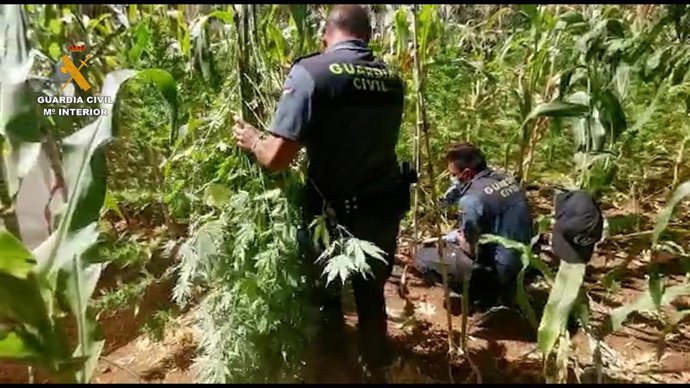 La plantación de marihuana desmantelada en San Mateo (Gran Canaria)