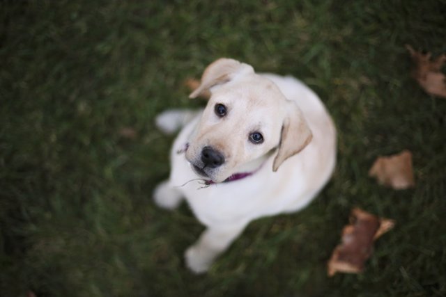 Archivo - Baby pappy white labrador on green grass and leafs.