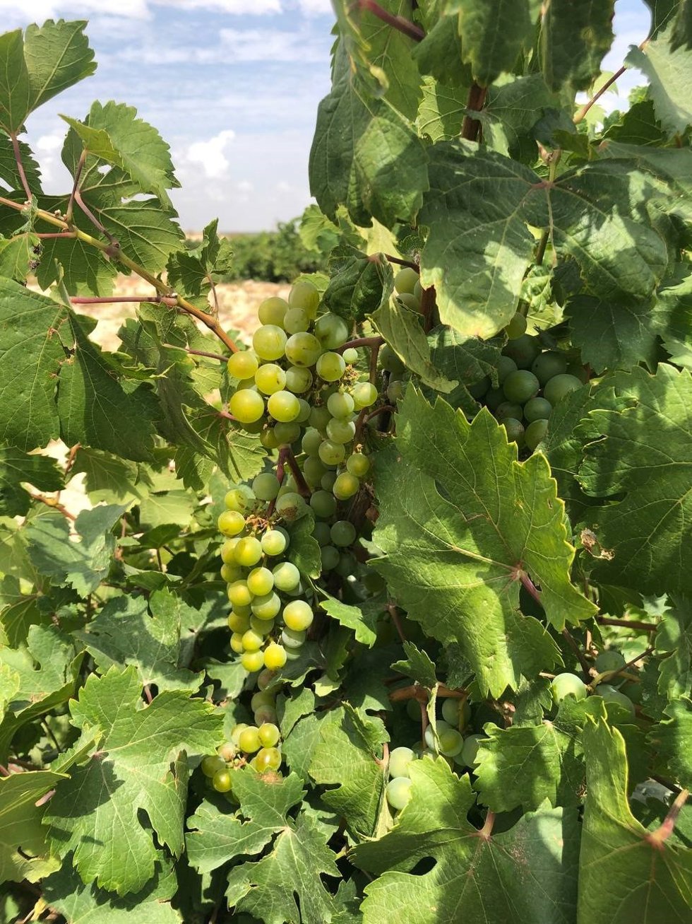 Viñedo y uvas del proyecto 'Angel de Viñas'