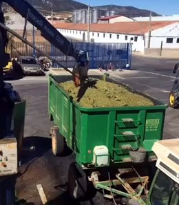 Archivo - El Progreso recogerá más de 60 millones de kilos de uva la presente vendimia, que tiene previsto acabar esta semana
