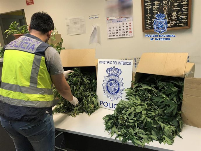 Archivo - Policía Nacional desmantela un punto de venta de droga y tres plantaciones en interior de domicilios durante este verano en Cartagena