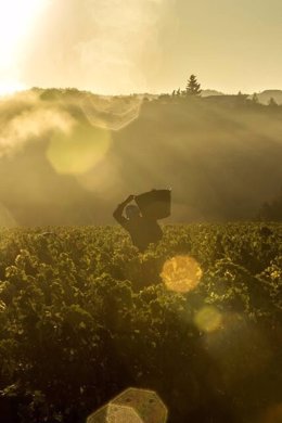 Vendimia La Rioja