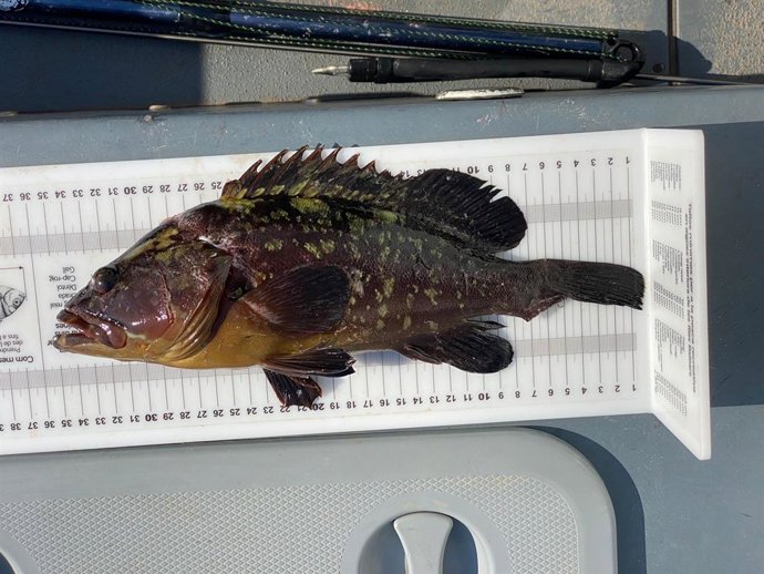 Uno de los meros capturados.