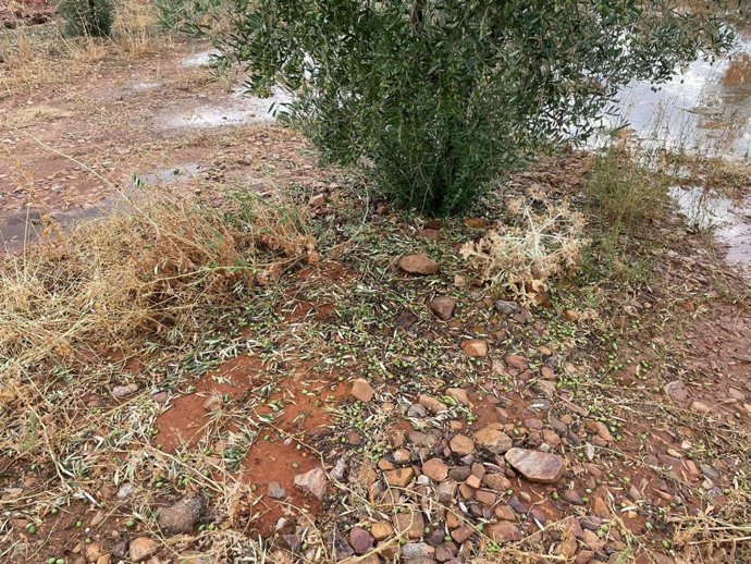 Cultivos inundados en la provincia de Toledo