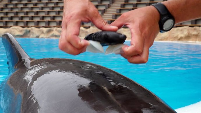 Loro Parque participa en el estudio sobre bienestar de cetáceos