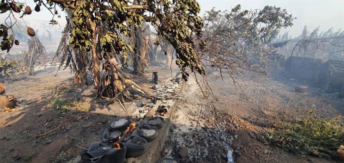 Aguacateros afectados por el incendio en La Palma