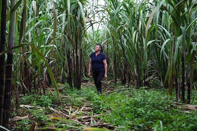 Archivo - Campaña Fundación Codespa Selva Ecuador