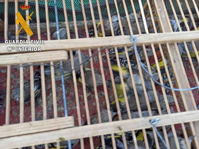 Aves intervenidas a los investigados.