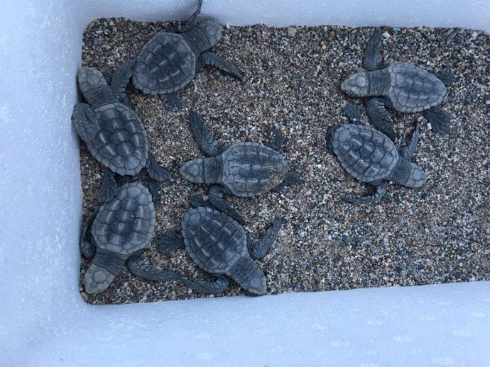 Crías de tortuga boba nacidas de un nido localizado en Mojácar (Almería)