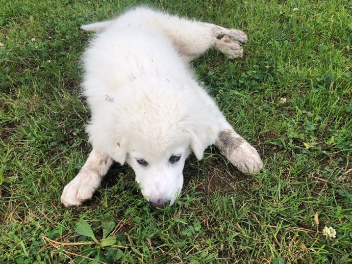 Cachorro de perro.