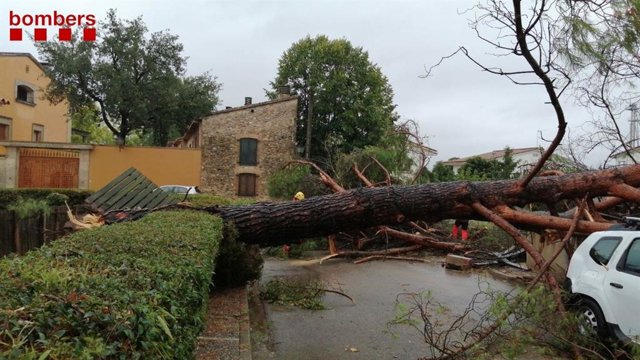 Un arbol caído por las fuertes lluvias en Bordils (Girona)