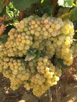 Uva Zalema del Condado de Huelva.