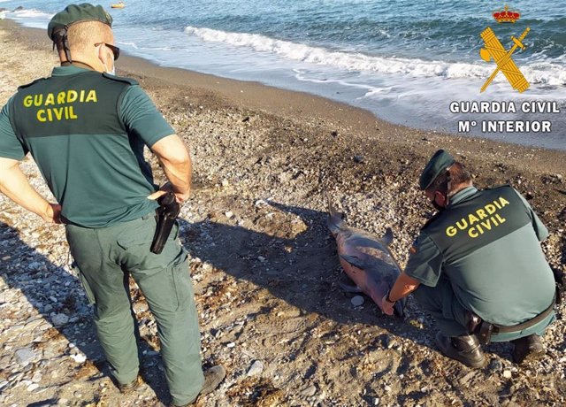 Agentes de la Guardia Civil atienden el varamiento de un delfín en la costa de Almería.