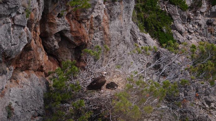 Buitre negro, buitre leonado, recurso.