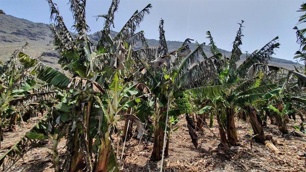 Ola de calor en La Palma
