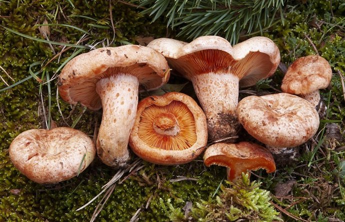 La Comarca del Maestrazgo pone a la venta los pases del coto micológico para esta temporada.