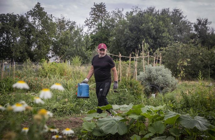 Archivo - Un hombre cuida un huerto urbano en el parque de San Jerónimo durante la desecalada, en los que se ha establecido normas para garantizar la seguridad en el uso de estos espacios. En Sevilla (Andalucía, España), a 07 de mayo 2020.