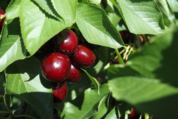 Archivo - El Gobierno aragonés mejora las ayudas de apoyo a los costes financieros para hacer frente a situaciones adversas en el campo.
