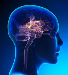 Limbic System