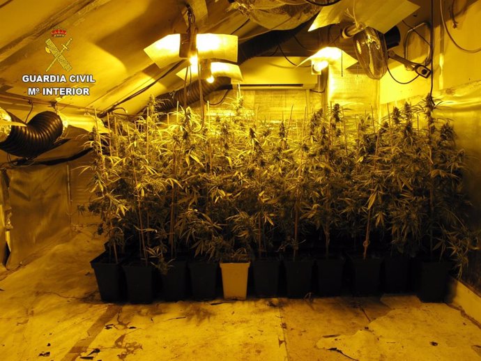 Plantación de marihuana encontrada por la Guardia Civil en Seseña