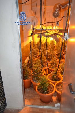 Archivo - Plantación de marihuana hallada en el interior de un garaje en Molina de Segura