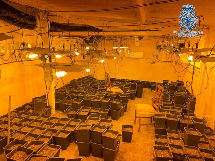 Cajas con marihuana ya recolectada pertenecientes a la organización desarticulada en Jerez y Sanlúcar.