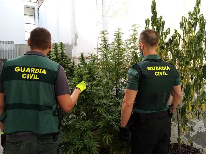Agentes de la Guardia Civil desmantelan una plantación de marihuana.