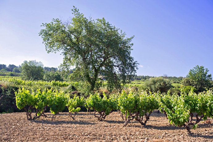Archivo - La DO Peneds se suma a las alegaciones presentadas contra la línea MAT