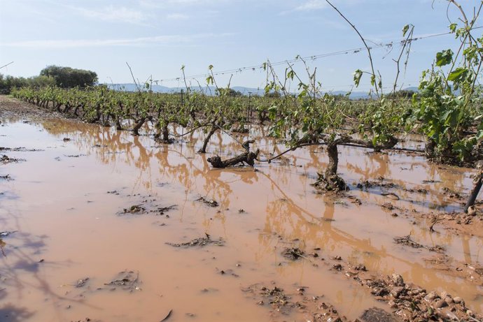 Archivo - Viñedos destrozados por la tormenta de ayer en las inmediaciones de la localidad de Fuentemayor, a 15 de junio de 2021, en Fuenmayor, La Rioja (España). El Ayuntamiento de Fuenmayor declarará esta tarde, en un pleno extraordinario, zona catast