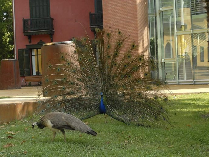 Pavos reales en Cristina enea