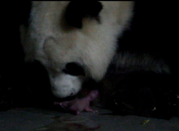 Parto gemelar de crías de oso panda