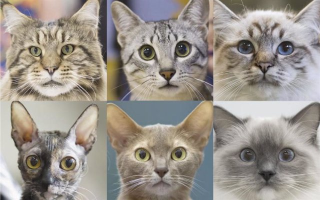 Expresiones faciales de gatos