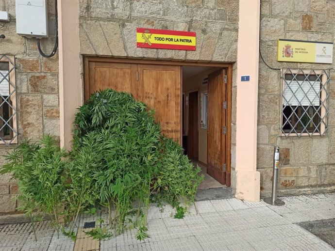 Imagen de las plantas de marihuana incautadas en Viana do Bolo (Ourense)